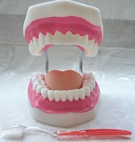 正品信誉 6倍放大人体口腔牙齿、牙龈护理模型、牙解剖护理模型