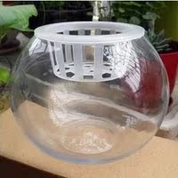 批发玻璃 水培 花瓶 透明圆球大号送定植篮绿萝水培花盆 水培器皿