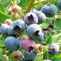 家居庭院阳台南北方种植蓝莓树苗 盆栽水果树奥尼尔当年结果丰产