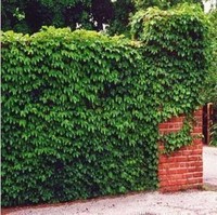 售爬山虎苗 爬墙虎 美化房屋墙壁 降室温 大苗爬藤植物 围墙 栅栏