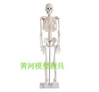人体骨骼标本 人体解剖模型