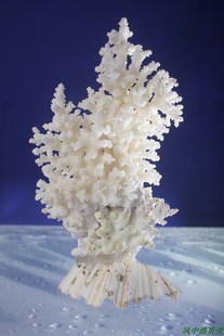 细枝白珊瑚树家居客厅鱼缸装饰品摆件贝壳海螺创意生日送礼物包邮