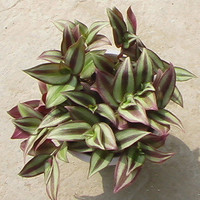 紫吊兰又名彩页吊兰 水培绿植 适合室内也适合庭院种植