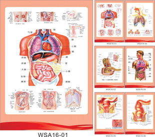 订做医院挂图 肛肠解剖图 内科解剖图 身体结构示意图 贴画WSA16
