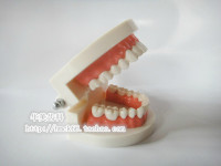 牙科口腔材料 牙科模型 口腔义齿全口牙标准模型 医患沟通展示