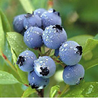 特价出售结果蓝莓苗，盆栽蓝莓苗，庭院蓝莓树苗，阳台