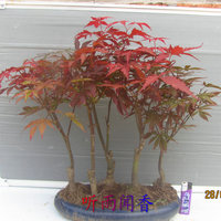 实物红枫松盆景日本红枫室内花卉盆栽植物