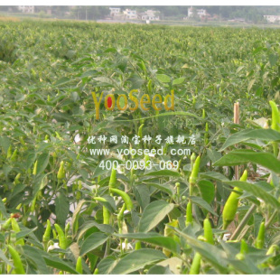 韩国小米椒种子—加工基地专用泡椒新品种—蔬菜种子（10克）