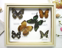 12寸奶白标本相框 真蝴蝶标本 工艺品 装饰挂件/收藏 生日礼 6蝶