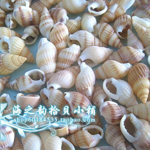 天然小黄米螺 1袋50g 约230颗 1-2cm 海螺/地台/装饰/鱼缸