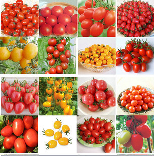 出售彩色袋装番茄种子  樱桃番茄  西红柿种子 蔬菜种子 包邮