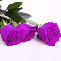 盆栽玫瑰花种子 播易种花卉种子冬播 法国玫瑰出芽率高1元20粒