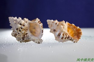海边贝壳7cm蛙螺 天然贝壳海螺鱼缸家居饰品创意小摆设海洋礼物