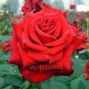 玫瑰花苗子，红色红衣主教苗子，盆栽玫瑰月季苗子