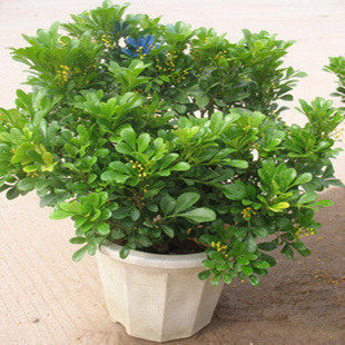 室内香味植物盆栽 米兰花苗 长期开花 米兰苗盆栽 可驱蚊植物