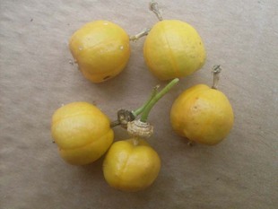 龙珠果（网兜果）野生天然保健果  美容果  园艺种子  10元/30粒