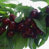 出售盆栽果树【黑珍珠】樱桃 抗病害 产量高的樱桃