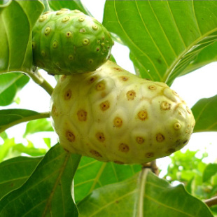 热带海南新鲜水果 西沙神奇诺丽果 诺尼果 产地直销 10斤特价包邮