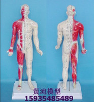 针灸人体模型带解剖人体针灸中医经络穴位人体模型85CM送针灸图