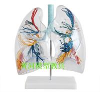 人体透明肺段模型 人体支 肺段 肺叶肺解剖模型 人体支气管树