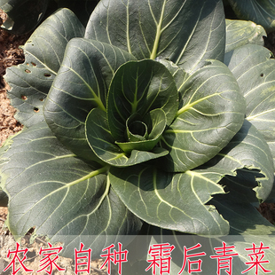 农家自种露天自然生长 新鲜蔬菜 青菜小白菜 上海青青菜柳不打药