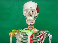 170CM人体骨骼付左边肌肉着色左边关节韧带模型 170厘米骷髅骨架