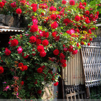 蔷薇花苗爬藤植物庭院大花月季玫瑰盆栽四季开花观花绿植花卉包邮