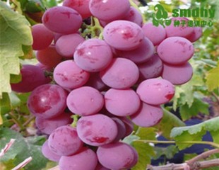 【红乳葡萄】葡萄树苗庭院 盆栽葡萄地栽葡萄南方北方种植包成活