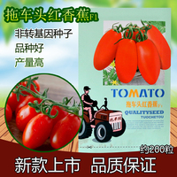 拖车头红香蕉小番茄西红柿 阳台盆栽四季播易种家庭菜籽蔬菜种子