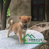 上海出售柴犬定金  柴犬狗狗 柴犬幼犬定金 支持上门