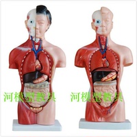 高级人体解剖模型 45CM人体模型男 女性人体躯干解剖附内脏 热销