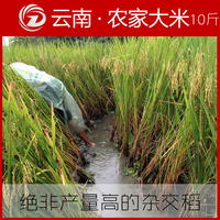 大米新米云南边境 农家常规稻5kg 稻谷田养鱼生态米/超五常稻花香