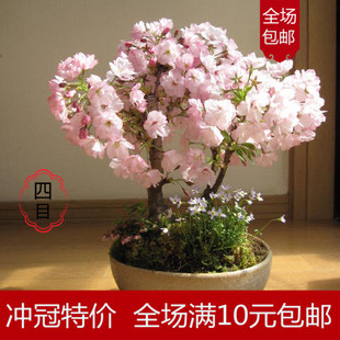 进口日本樱花种子盆栽 行道林木种子 冬樱花种子 单樱种子10粒装