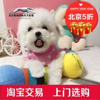 幼犬 纯种 贵宾犬 泰迪茶杯体 玩具白色 宠物狗狗 出售 名宠基地