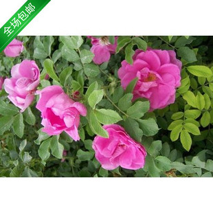 包邮四季玫瑰苗，又称紫杆扦插苗，阳台花苗，食用玫瑰。