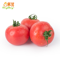 东升直供新鲜 粉番茄 粉西红柿 洋柿子蔬菜配送 500g