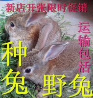 特种杂交野兔种兔活体小兔子苗比利时野兔肉兔宠物包活