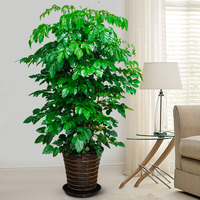 幸福树（绿宝）大型办公室花卉盆栽室内植物净化空气吸甲醛绿植