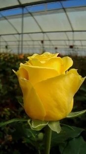 金枝玉叶 新品切花月季黄色玫瑰花苗 小苗带育苗杯发货