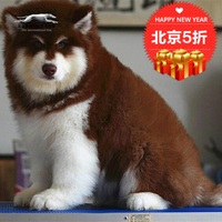 赛级红色阿拉斯加 大型雪橇犬 阿拉斯加幼犬 宠物狗狗 十字脸出售