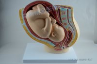 助产模型 自然大助产模型 缩小妊娠带足月胎儿模型 胎儿模型 母婴