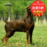 纯种德系杜宾犬幼犬出售适合家养宠物狗北京可亲自上门挑选狗狗