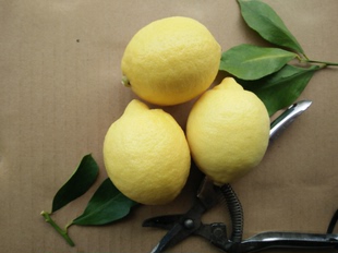 琳宇柠檬安岳新鲜黄柠檬小果皮薄多汁小柠檬60-100克20个包邮