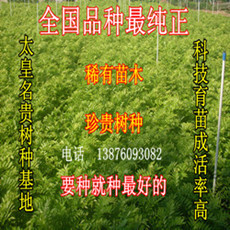 海南黄花梨西部树苗 降香黄檀苗高35至45厘米，每棵4元，10棵起