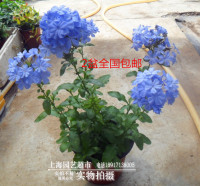 蓝雪花盆栽 多年生  花开不断 蓝雪花苗大盆  蓝色 庭院阳台植物