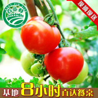 上海现采西红柿有机蔬菜水果 绿色无公害番茄采摘后8小时配送到家
