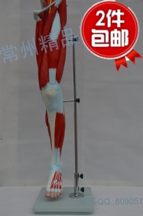 腿部肌肉模型 下肢肌肉附 腿肌模型 神经血管模型 人体肌肉模型