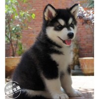 纯种阿拉斯加雪橇犬幼犬活体宠物狗狗大型犬赛级血统家养出售W