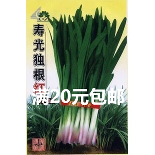 寿光蔬菜种子 独根红韭菜种子 有机蔬菜种子 韭菜种子