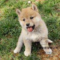 出售纯种日本柴犬 赤色柴犬 包纯种健康小狗活体宠物中小型幼犬